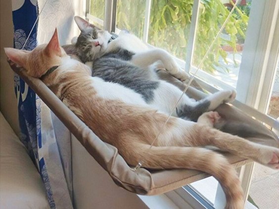 Twee katten slapen samen in de hangmat aan het raam